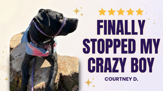 The Sidekick's feedback