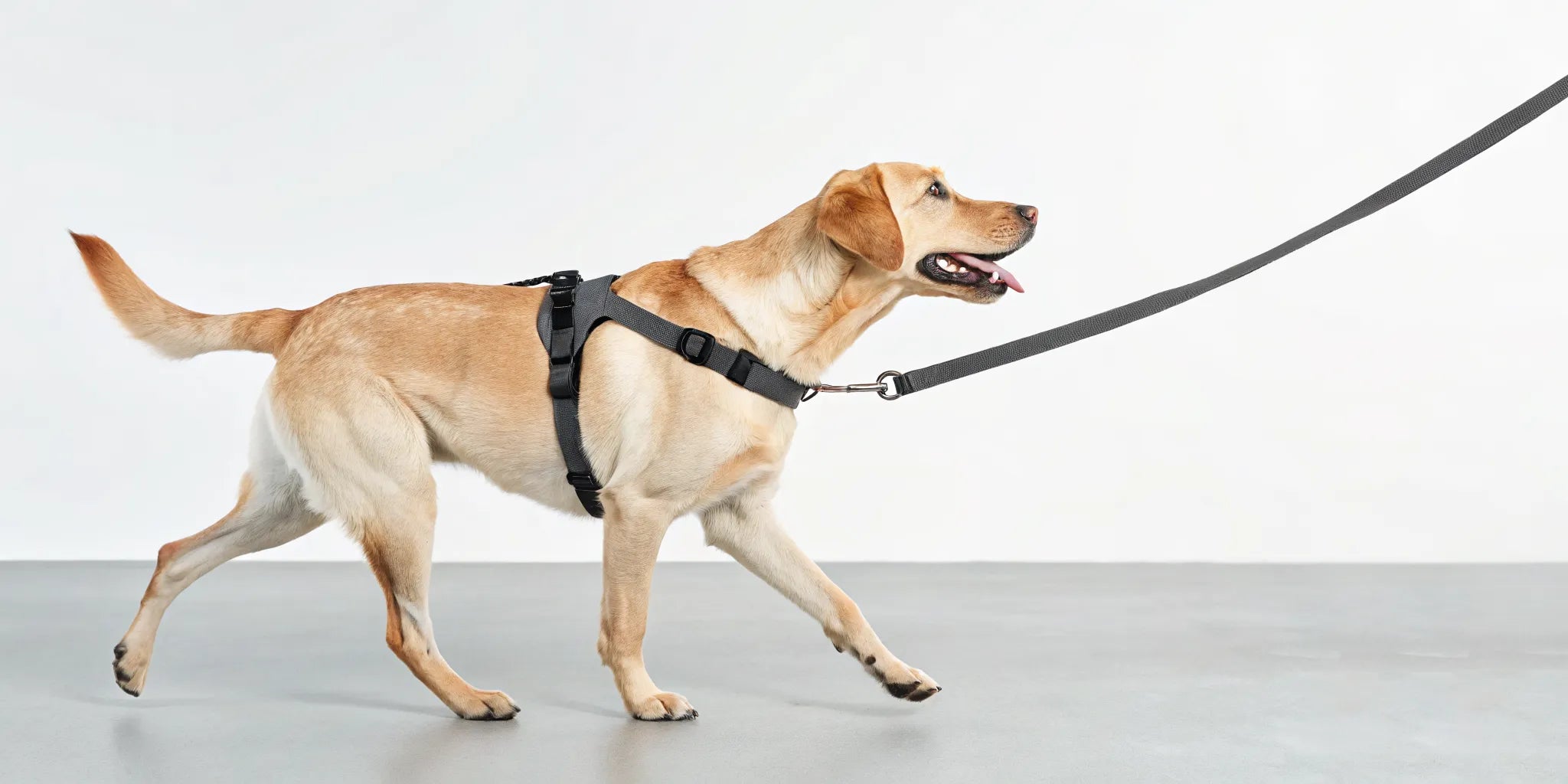 Yellow dog walking calmly on the best dog leash for dogs that pull.