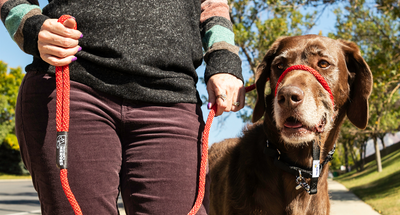 Every Hero Needs a Sidekick: Introducing the Sidekick Leash