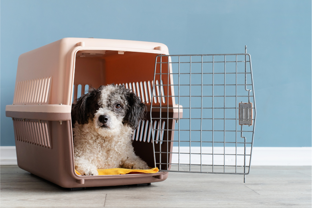The Beginner's Guide to Crate Training Your Dog