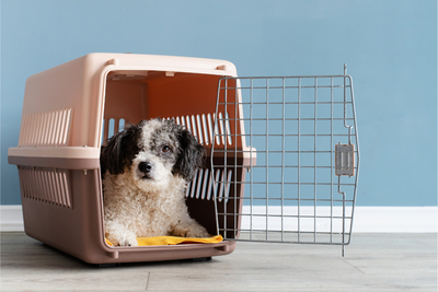 The Beginner's Guide to Crate Training Your Dog