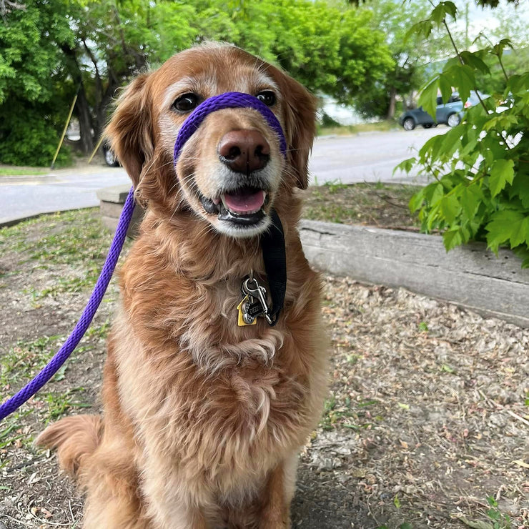 The Sidekick® Standard in Purple on a dog