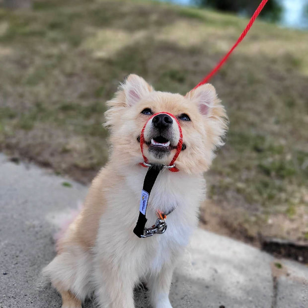 The Sidekick® in Red on a dog