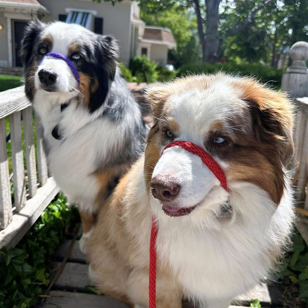 The Sidekick® in Red and Purple on dogs