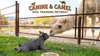 Canine and Camel Dog Training Retreat