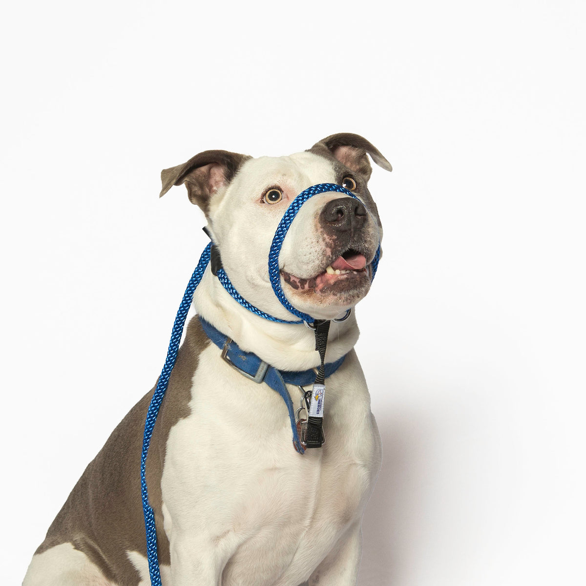 regular size Sidekick leash on a dog in blue