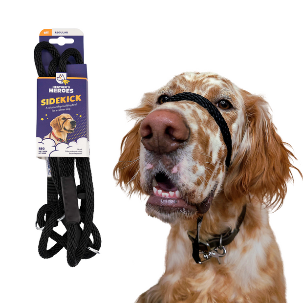 The Sidekick® standard size in black with packaging and on a dog