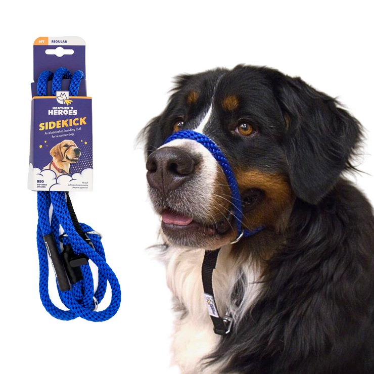 The Sidekick® standard size in blue with packaging and on a dog