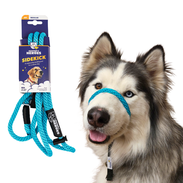 The Sidekick® standard size in turquoise with packaging and on a dog