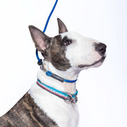 A regular thickness blue Heather's Heroes Dynamic Duo is shown being used as a slip lead on a white and brindle bull terrier dog