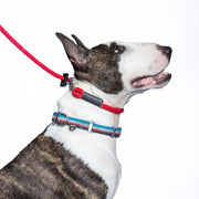 A red, regular thickness Heather's Heroes Dynamic Duo is shown being used as a slip lead on a white and brindle patterned bull terrier dog