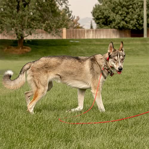 A large husky mix is pictured in a field with trees and a fence in the distance, with a red Heather&