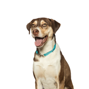 Trio regular as collar on a dog
