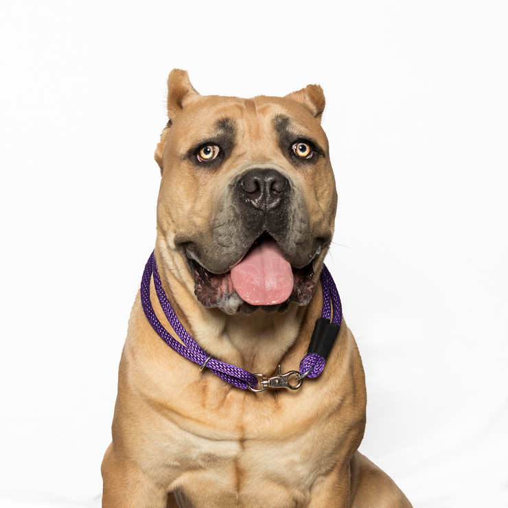 Trio regular as collar on a dog in purple