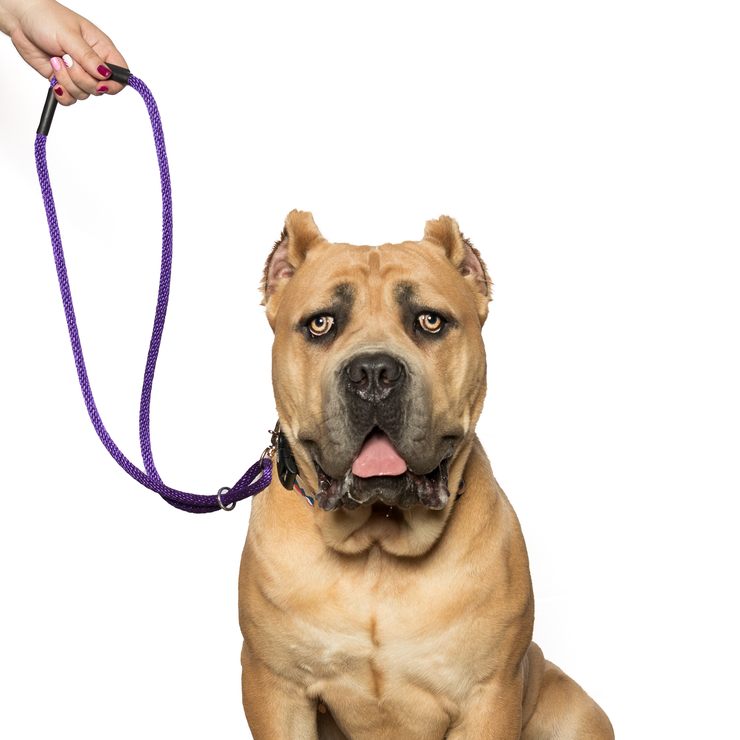 Trio regular as safety lead on a dog in purple