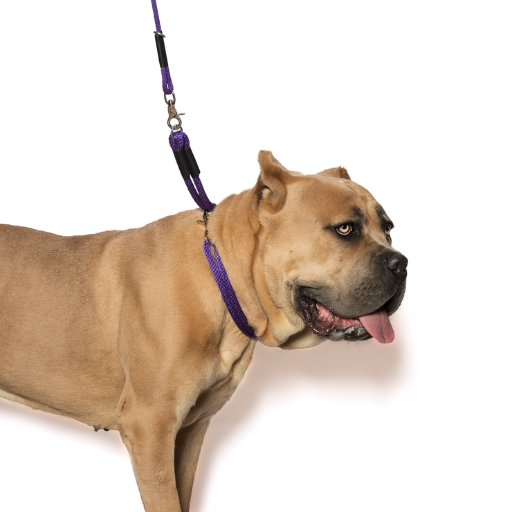 Trio regular as slip on a dog in purple