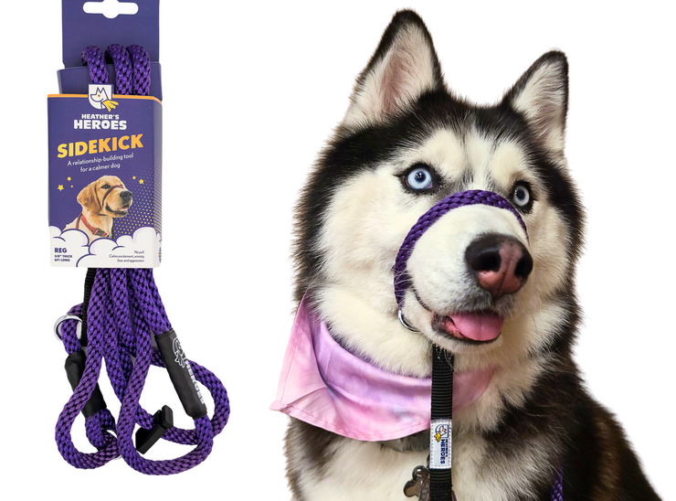 Regular purple Sidekick on Husky next to leash in packaging